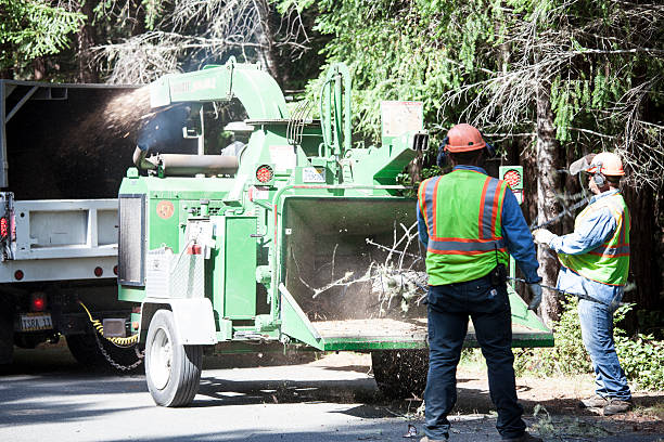 Best Arborist Consultation Services  in USA